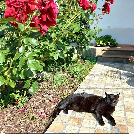 Bed and Breakfast Nonsolomare San Sperate